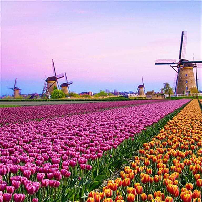 Grand Holland & the Tulip Festival tour image