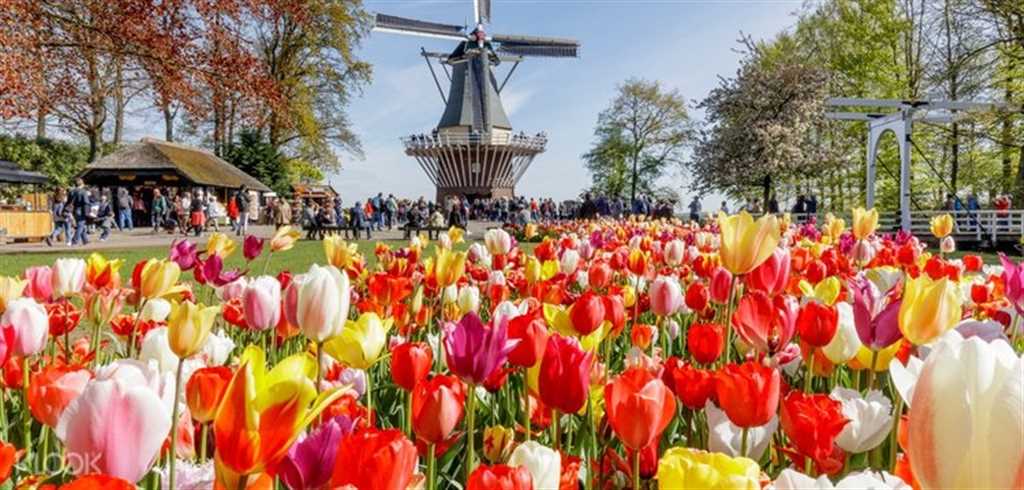 Grand Holland Tour & The Keukenhof Tulip Festival (Amsterdam, Rotterdam) tour image